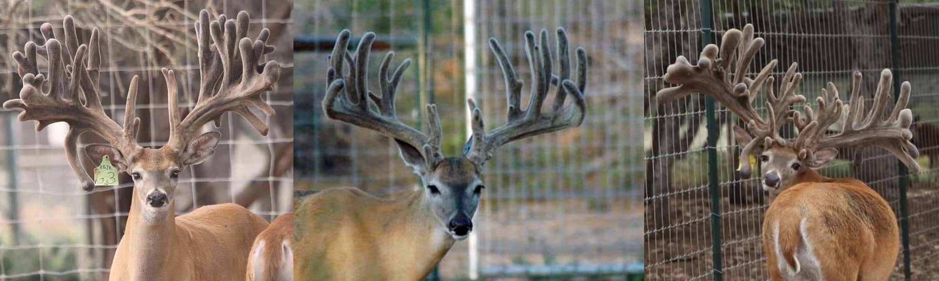 Deer Breeding at The Legacy Ranch